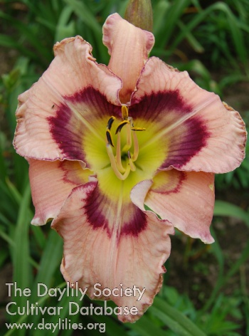 Daylily Wild Dreamer